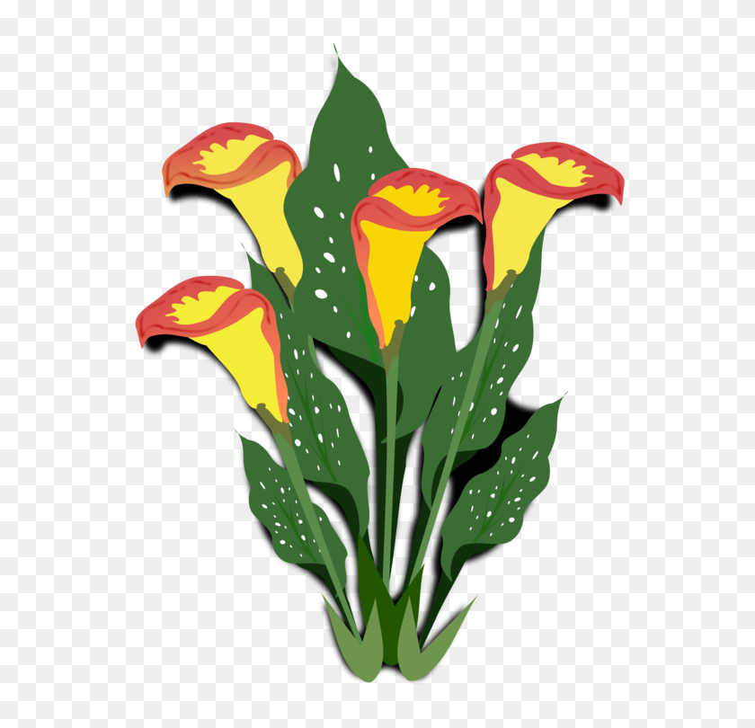 750x750 Flowering Plant Arum Lily Ornamental Plant Watercolor Painting - Watering Plants Clipart