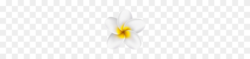 Flowers - Plumeria PNG
