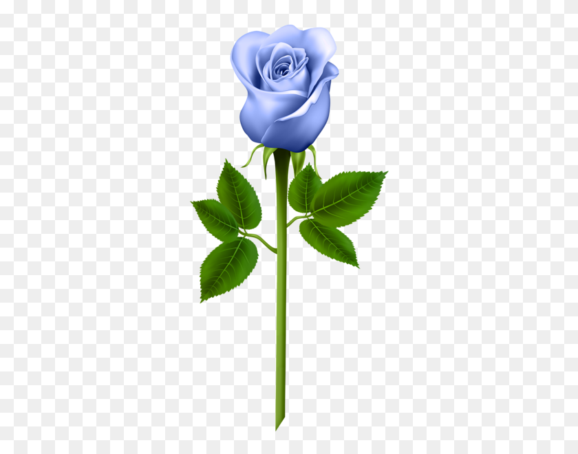 310x600 Flores Rosas Azules, Rosas Moradas Y Rosa - Flor Morada Png
