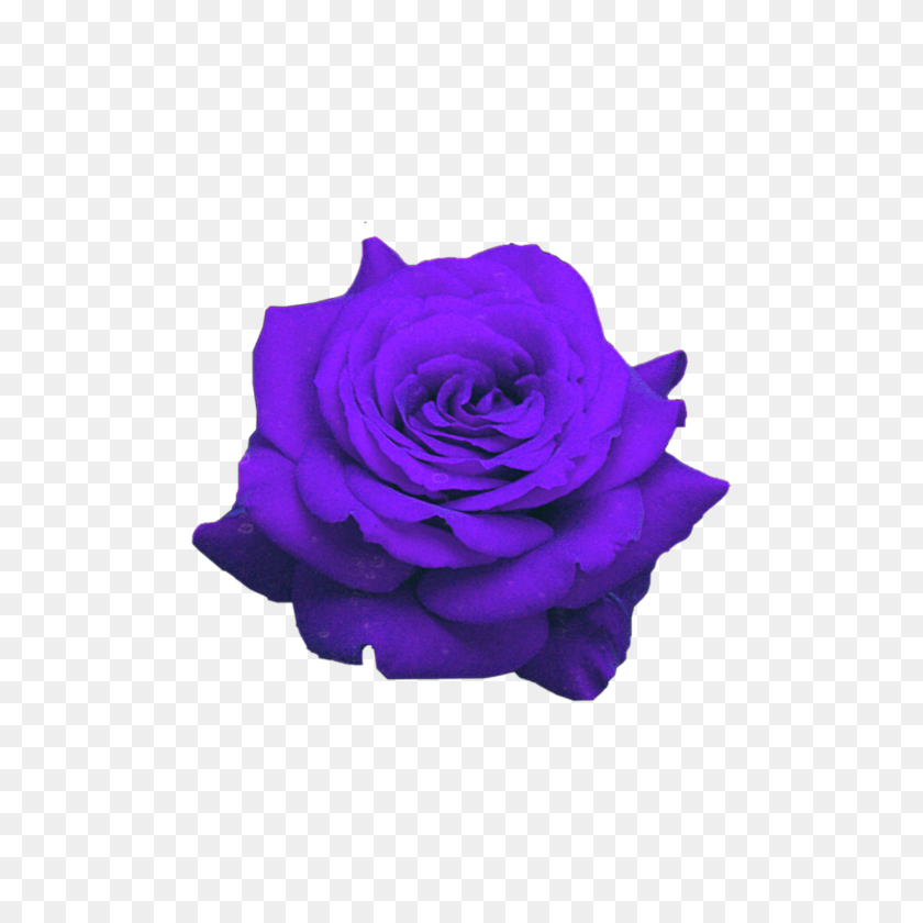 1773x1773 Цветы Цветок Розас Фиолетовый Морадо Флорес Флорар Флор - Росас Png