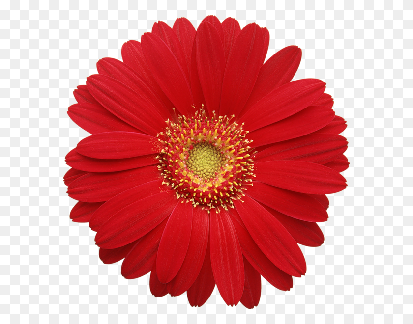 584x600 Цветы Цветы, Дейзи - Грузия Персик Клипарт