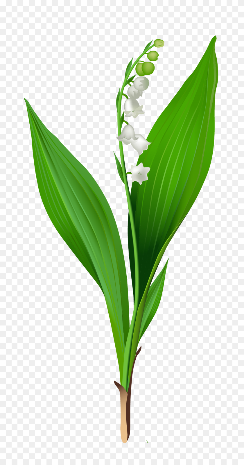 1062x2097 Flowers For Gt Lily Of The Valley Clip Art Mom's Garden - Valley Clipart