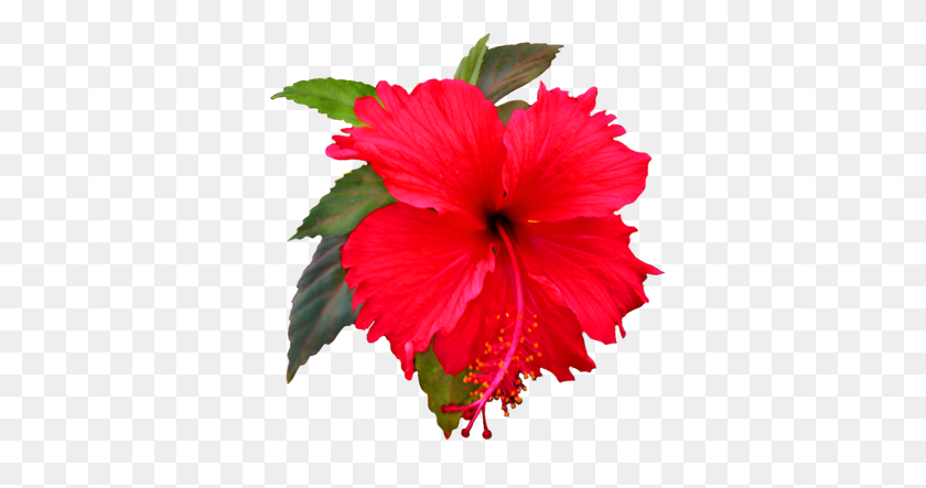 384x383 Flowers, Hibiscus - Tropical Flower Clipart