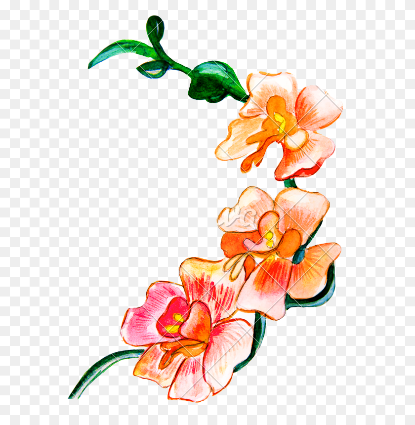 574x800 Цветы, Нарисованные Акварелью - Акварельный Цветок Png