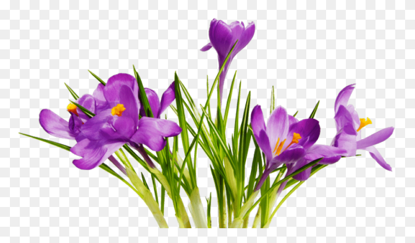 850x472 Цветы Png - Фиолетовый Цветок Png