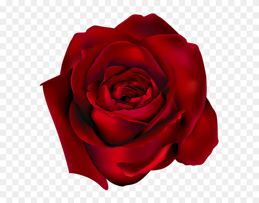 600x598 Цветы Красные Розы, Красная Роза Png, Роза - Красавица И Чудовище Роза Png