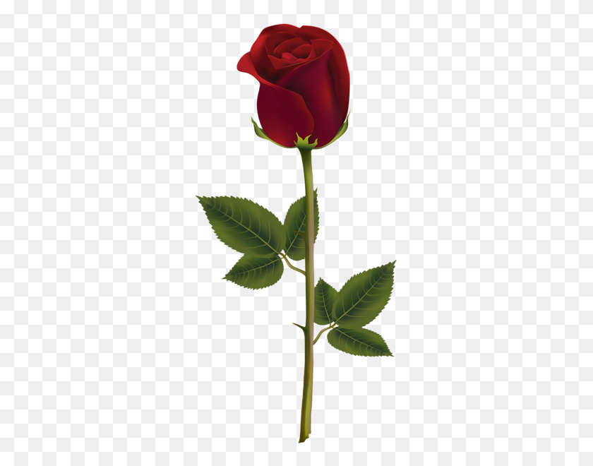 291x600 Flowers Red Roses, Rose - Rose Bush Clipart