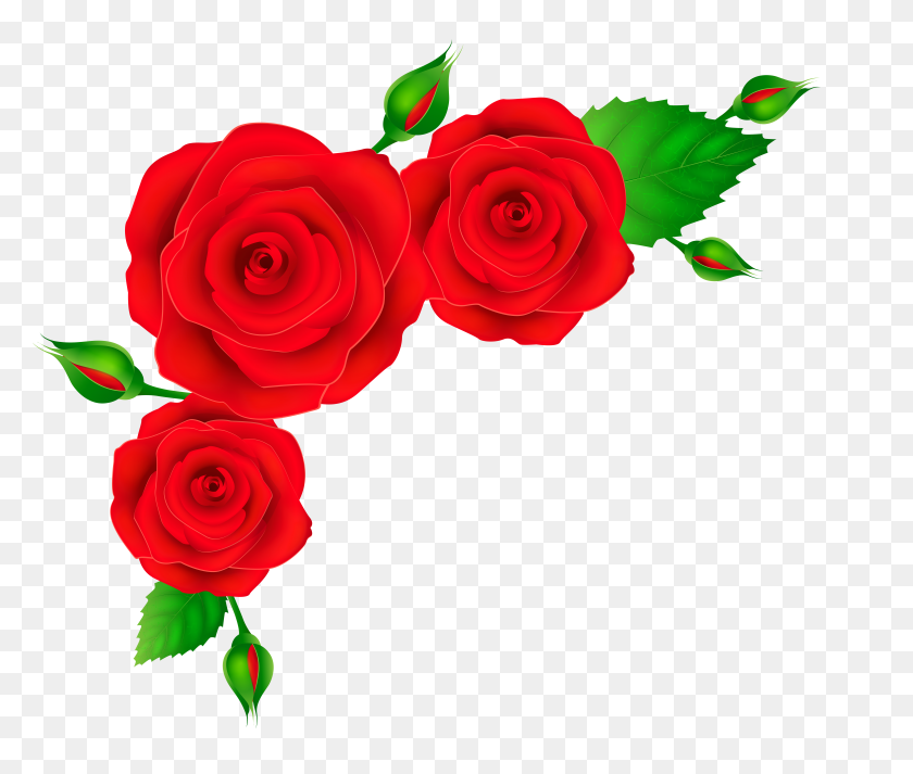 8000x6705 Цветочные Красные Розы, Роза - Бордюр С Розами Png