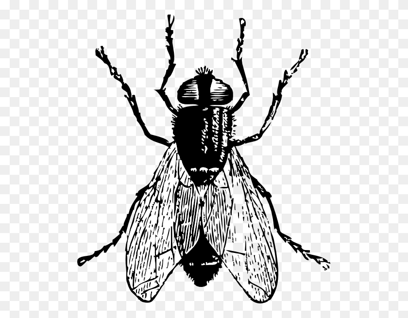 522x595 Fly Bug Insect Clip Art - Insect Clipart Black And White