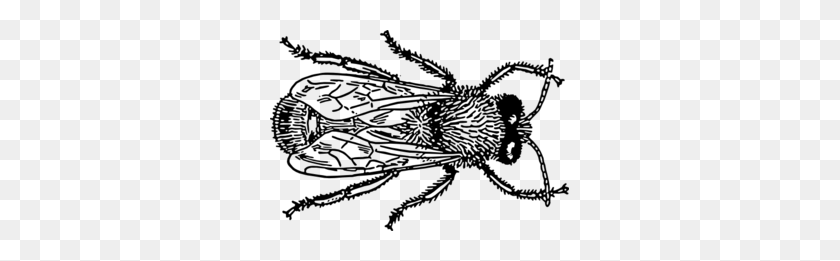 299x201 Fly Drawing Clip Art - Flies Clipart Black And White