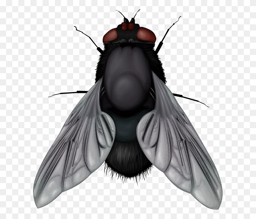 623x658 Fly Png Image - Fly PNG