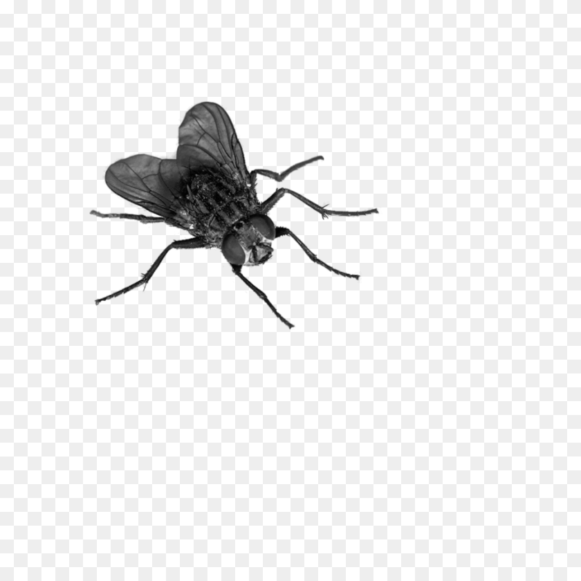 894x894 Fly Transparent Png - Fly PNG