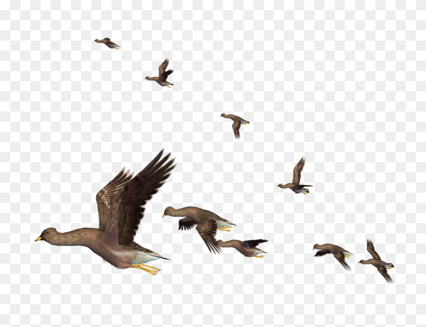 1024x768 Flying Bird Png Clipart - Birds PNG