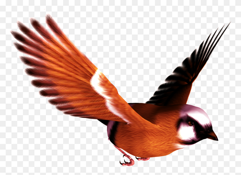 1024x720 Flying Bird Transparent Free Png Download Png Vector - Birds Flying PNG