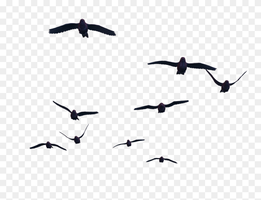 1024x768 Pájaros Voladores Png Stock - Png Stock