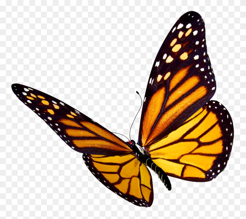 910x803 Flying Butterfly Png Download Image Png Arts - Butterfly PNG Images