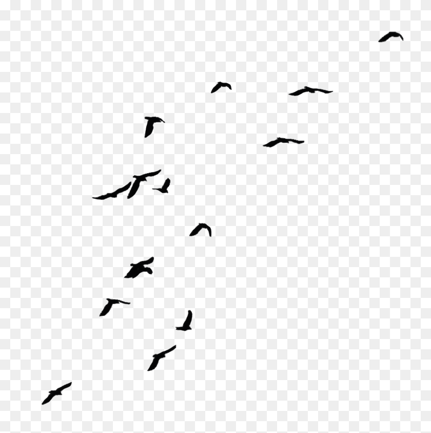 773x783 Flying Crow Png Black And White Transparent Flying Crow Black - Black Background PNG