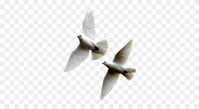 311x400 Flying Dove Png - White Dove PNG