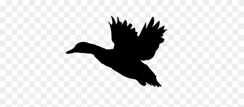 464x308 Flying Duck Silhouette - Pheasant Clip Art