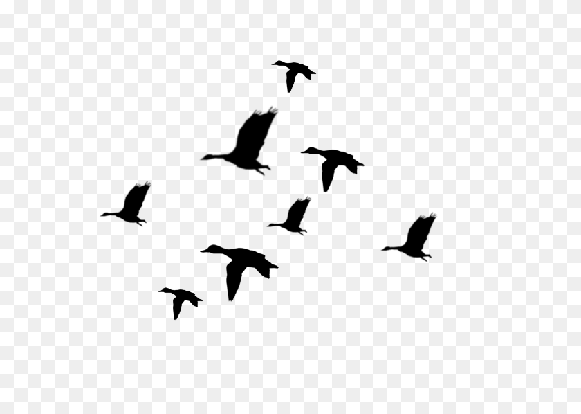 712x538 Flying Ducks Silhouette - Pheasant Clip Art