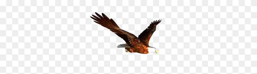 260x184 Flying Eagle Clipart - Eagle Feather Clip Art
