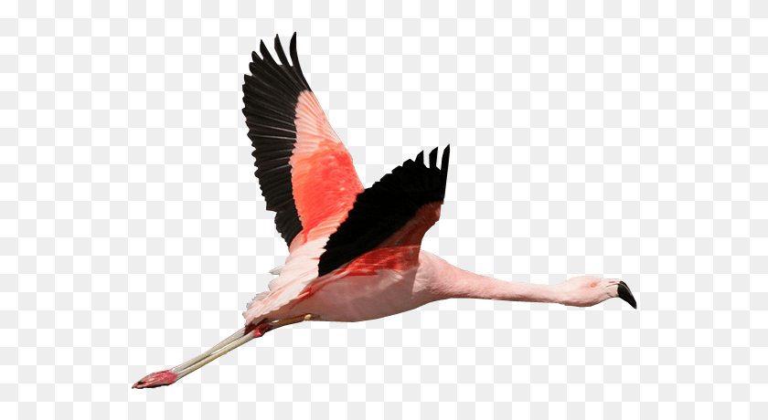 600x400 Flying Flamingo Png Png Image - Flamingo PNG