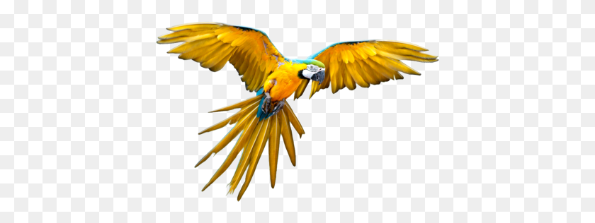 400x256 Flying Parrot Png - Parrot PNG