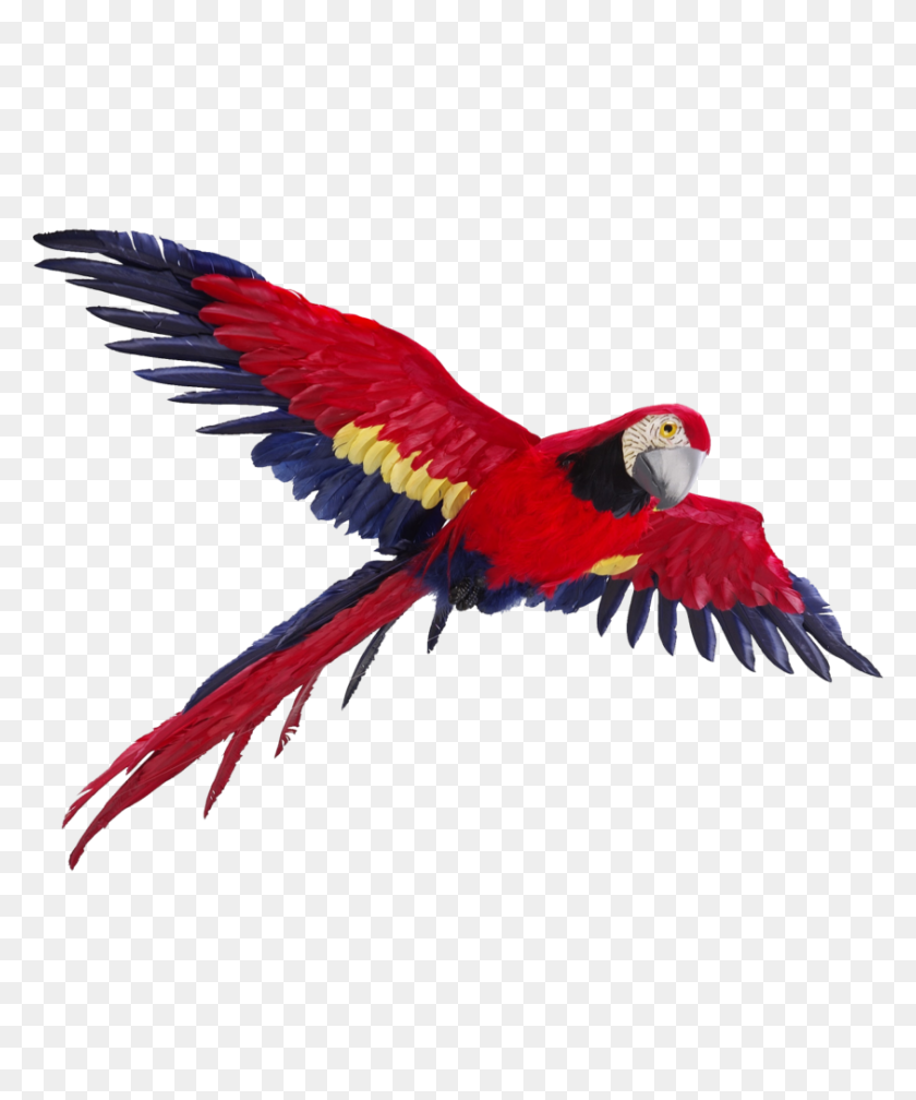 842x1024 Flying Parrot Png - Parrot PNG