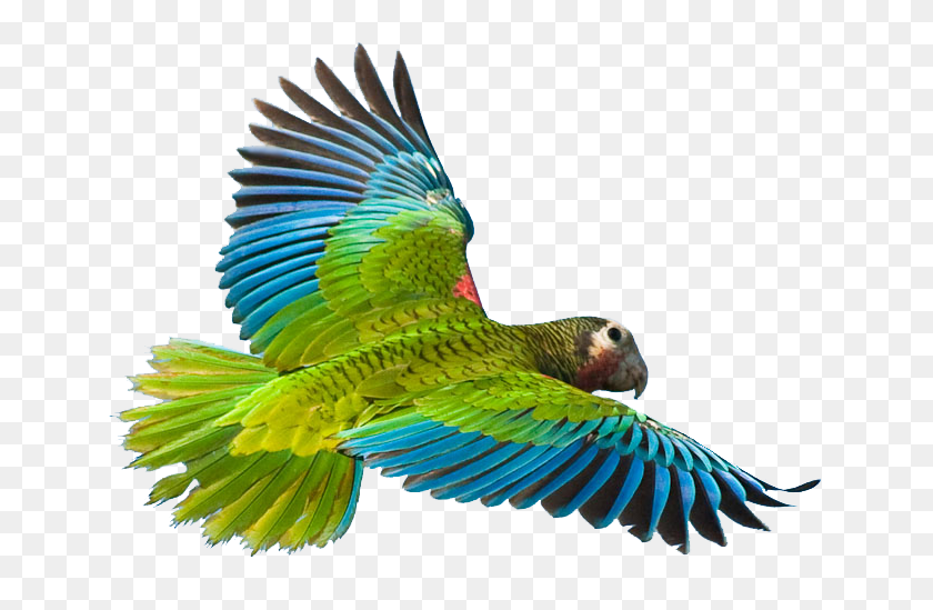 671x489 Flying Parrot Png Image - Parrot PNG