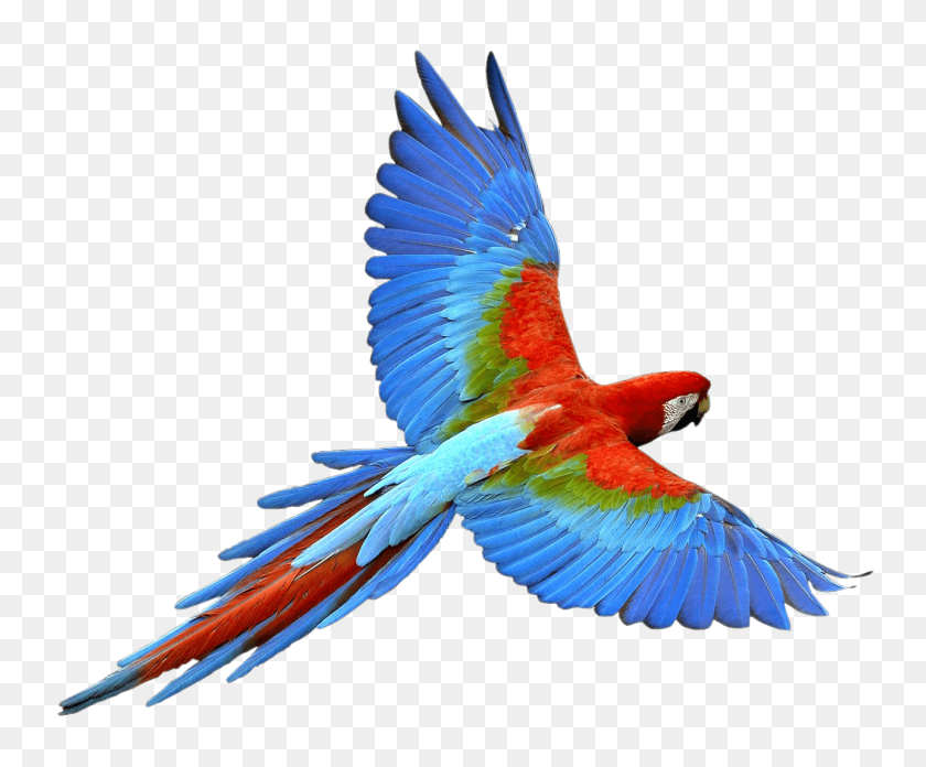 1286x1050 Летающий Попугай Красный Синий Прозрачный Png - Попугай Png