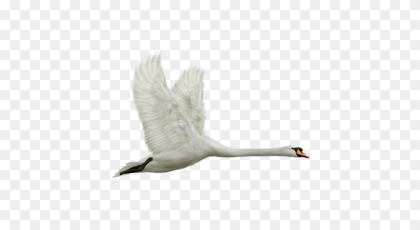 400x400 Flying Swan Transparent Png - Swan PNG