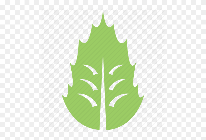 512x512 Foliage, Green Leaf, Holly Leaf, Leaf, Mistletoe Leaf Icon - Holly Leaves PNG