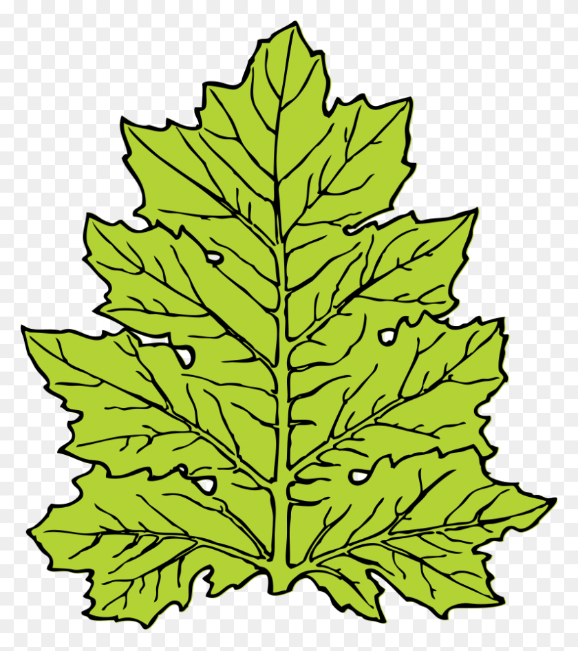 792x900 Foliage Leaves Clip Art - Greenery Clipart