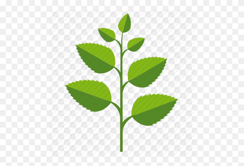 512x512 Еда, Травы, Ингредиенты, Листья, Мята, Значок Растение - Лист Мяты Png