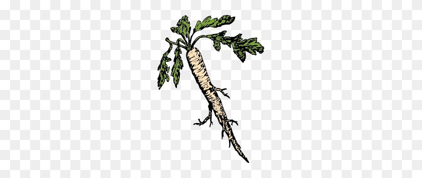 213x296 Food Plants Root Clip Art - Radish Clipart