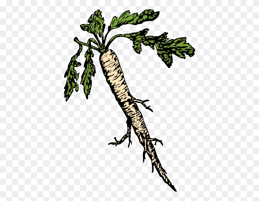 426x592 Food Plants Root Clip Art - Roots Clipart
