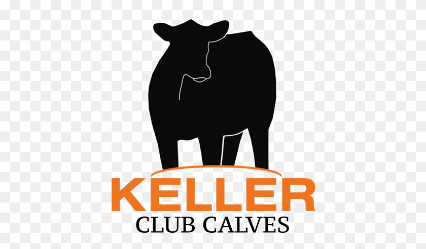 432x432 A La Venta Keller Club Calves - Heifer Clipart
