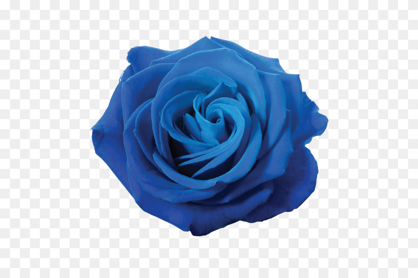 500x500 Forgetmenot Blue Roses - Blue Rose PNG