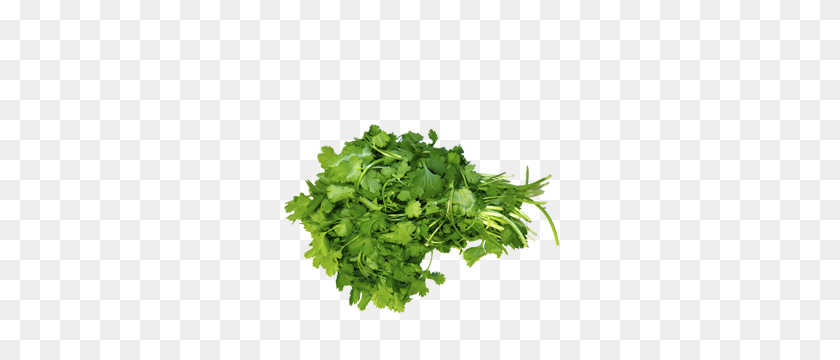 300x300 Forgetmenot Parsley - Parsley PNG