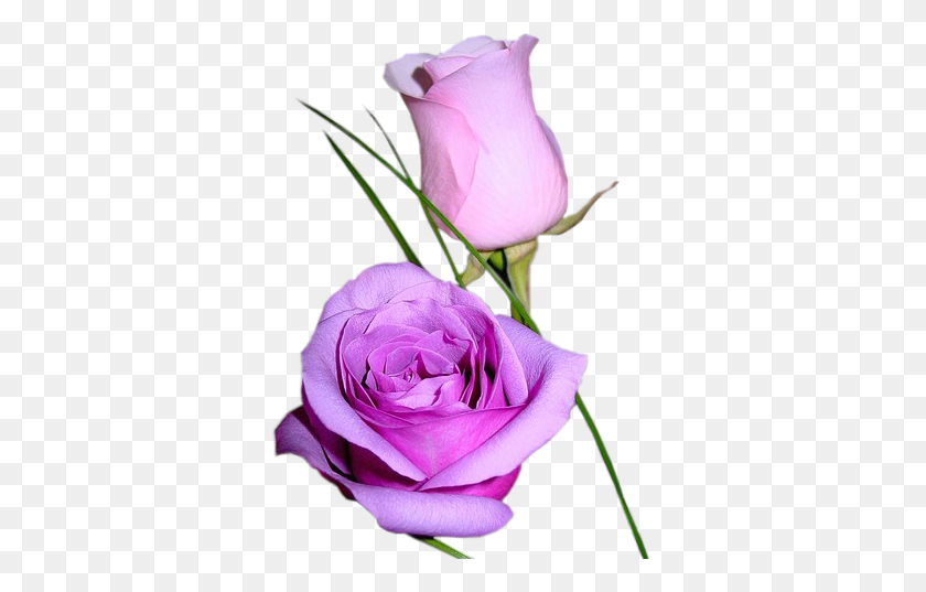 348x477 Forgetmenot Purple Roses - Purple Rose PNG