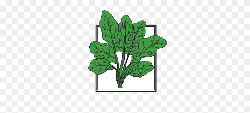 334x322 Forgetmenot Vegetables - Spinach PNG