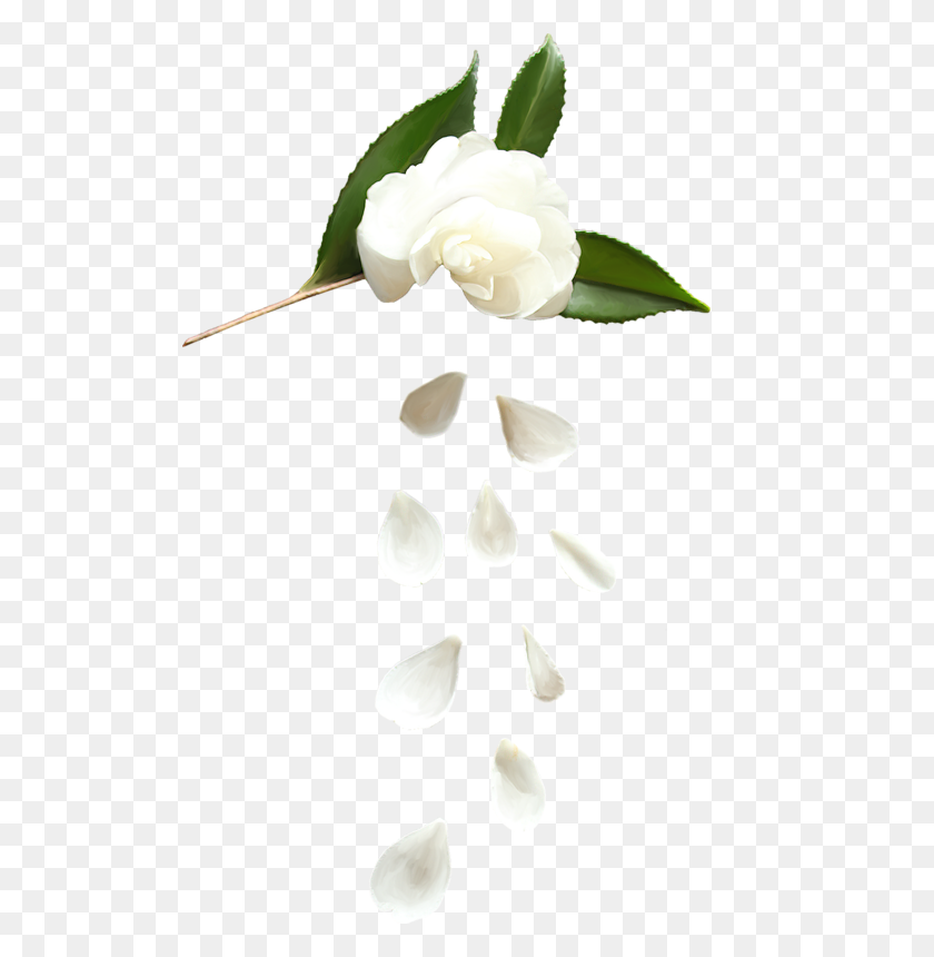 512x800 Forgetmenot White Flower Petals - Flower Petals PNG
