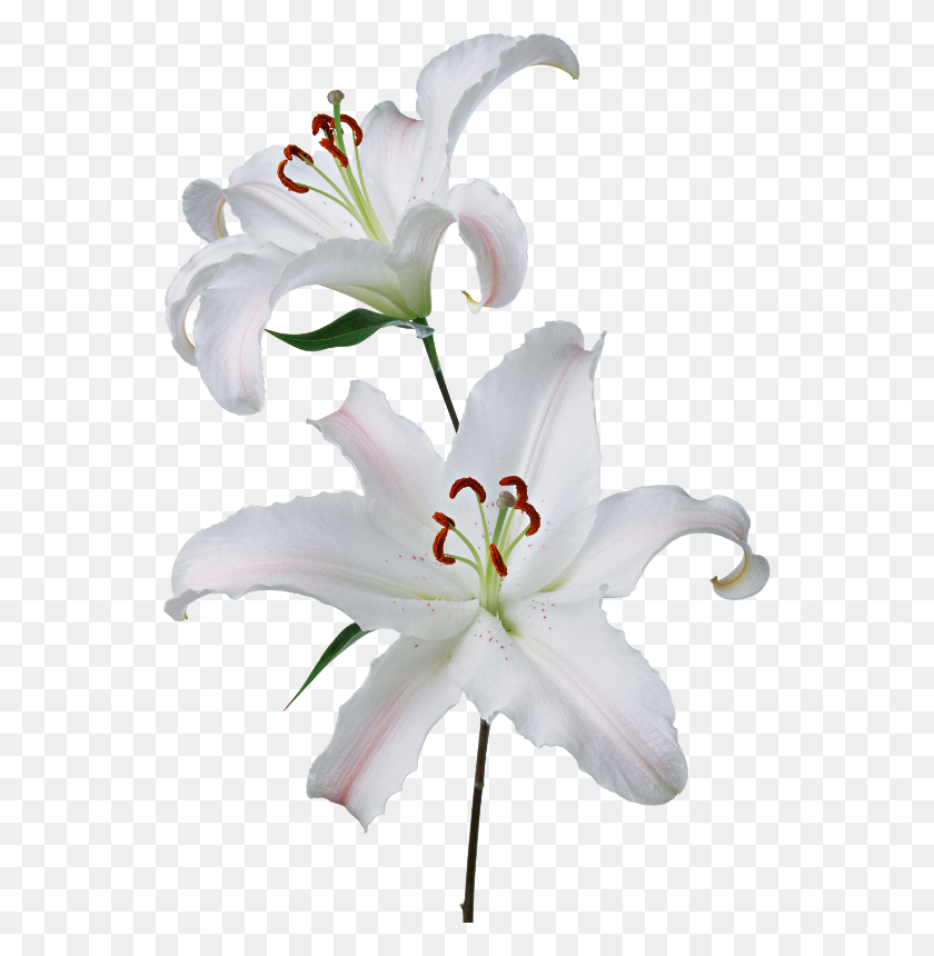 546x800 Forgetmenot White Lilies - Easter Lily PNG