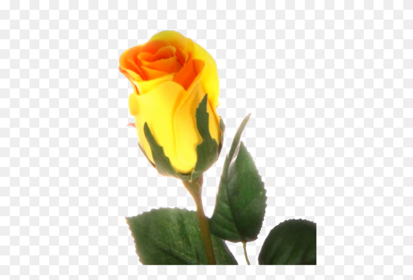 448x510 Желтые Розы Forgetmenot - Желтые Розы Png