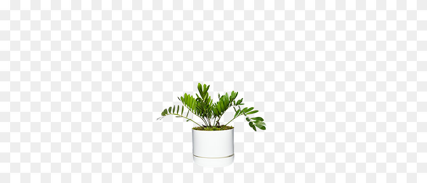 260x300 Formal Luxe - Ferns PNG