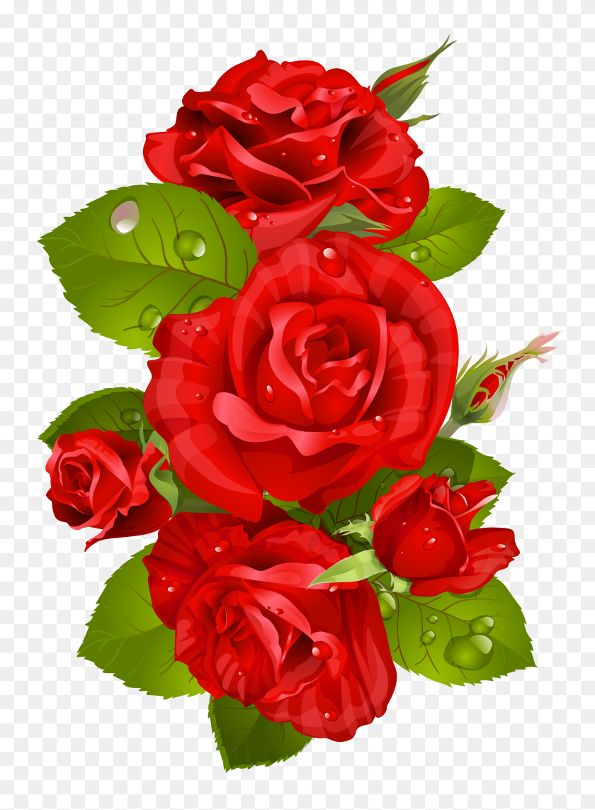 5043x7000 Фотошоп Красные Розы, Цветы - Тропические Цветы Png