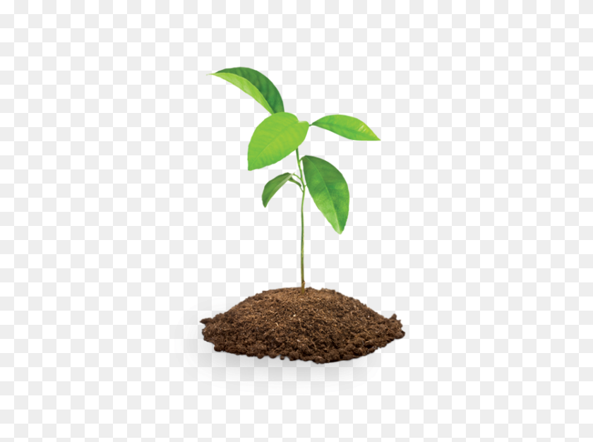 834x606 Four Tree Saplings Save The Children Shop - Soil PNG