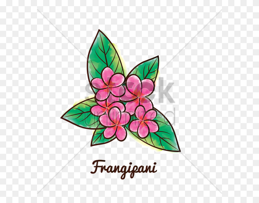 600x600 Frangipani Flower Vector Image - Plumeria PNG