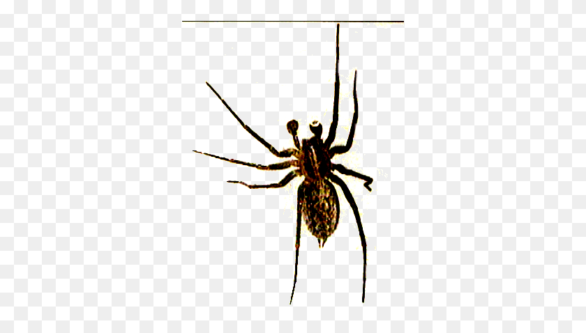 318x418 Fred C - Spider PNG