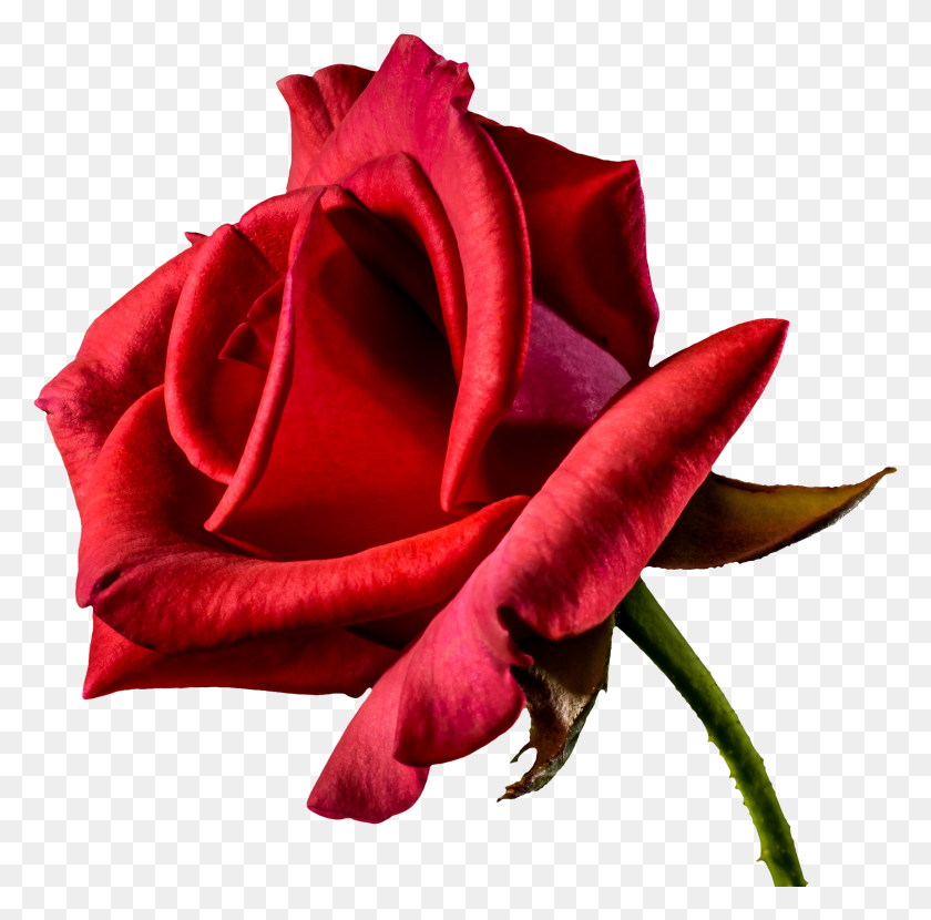 2500x2468 Free Beautiful Red Rose From Side Png Image - Red Rose PNG